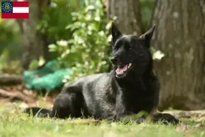 Read more about the article Kai breeders and puppies in Georgia