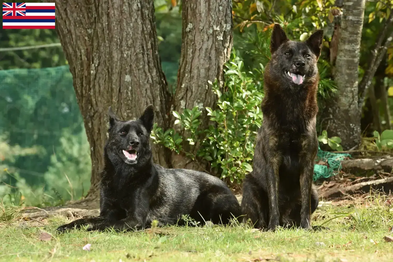 Kai puppies and breeder Hawaii Here you can find Kais breeders in Hawaii.