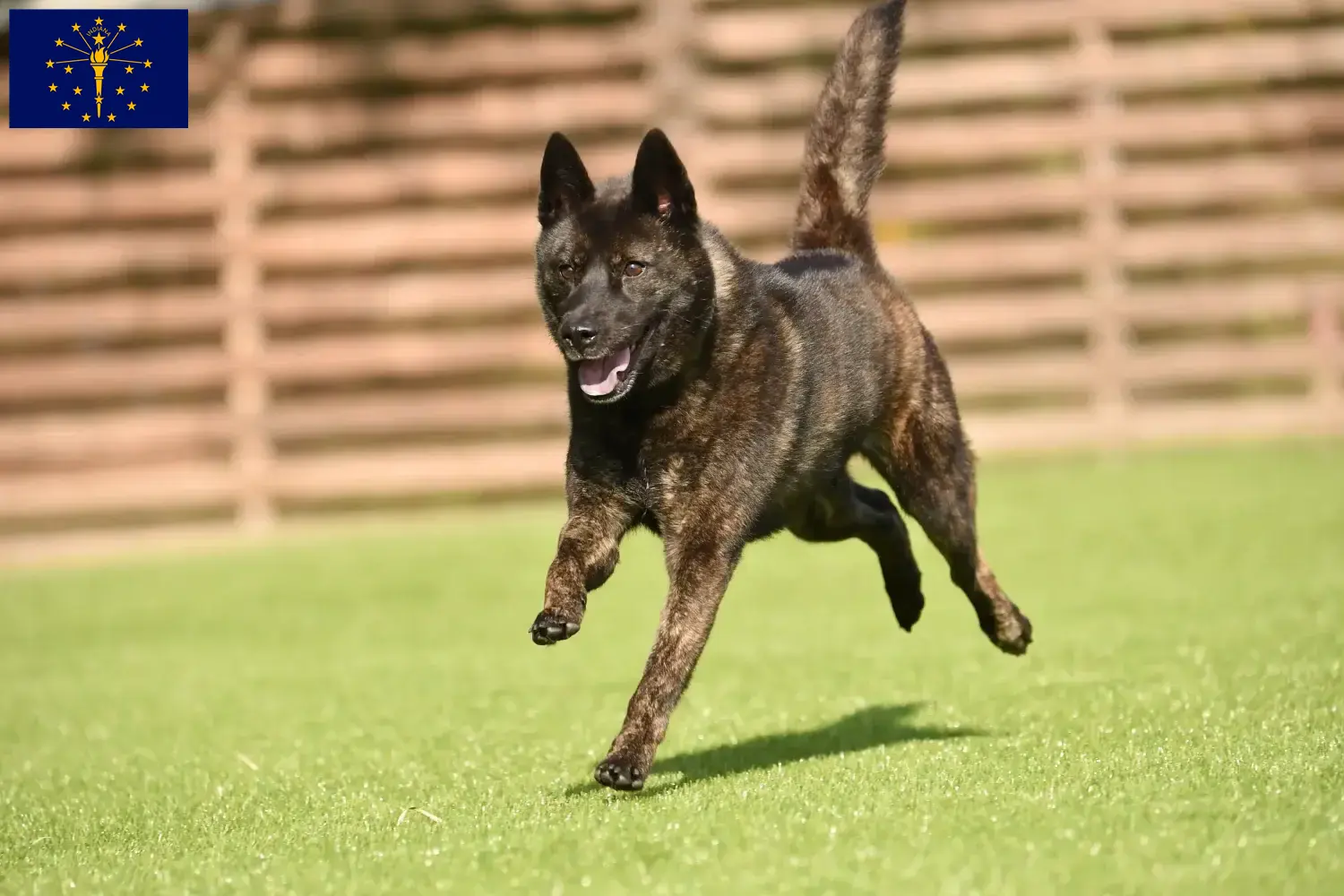 Kai puppies and breeder Indiana Here you can find Kais breeders in Indiana.