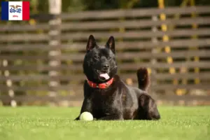 Read more about the article Kai breeders and puppies in Iowa