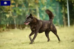 Read more about the article Kai breeders and puppies in Kentucky