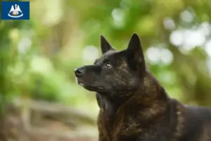 Read more about the article Kai breeders and puppies in Louisiana