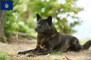 Read more about the article Kai breeders and puppies in Maine