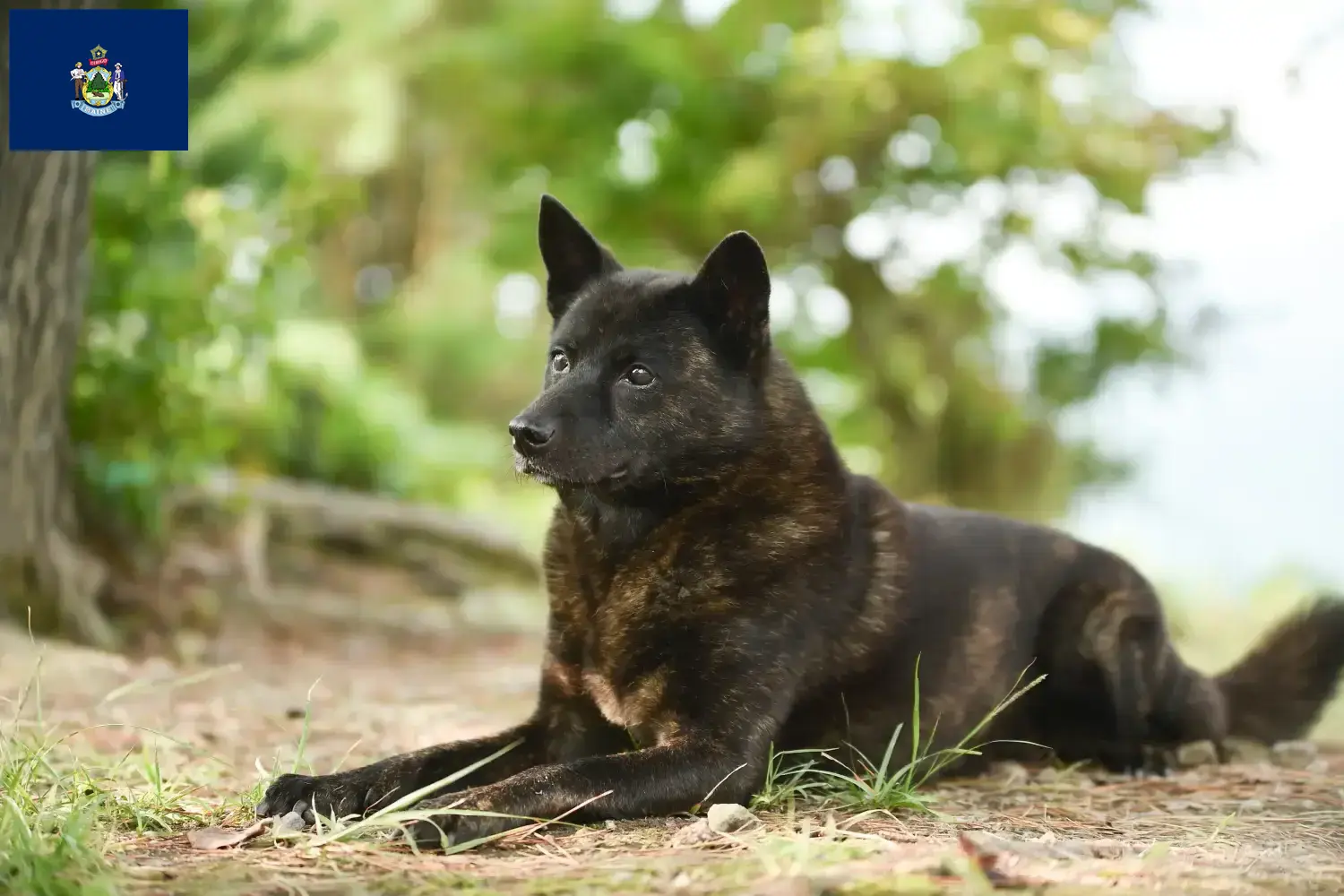 Kai puppies and breeders Maine Here you can find Kais breeders in Maine.