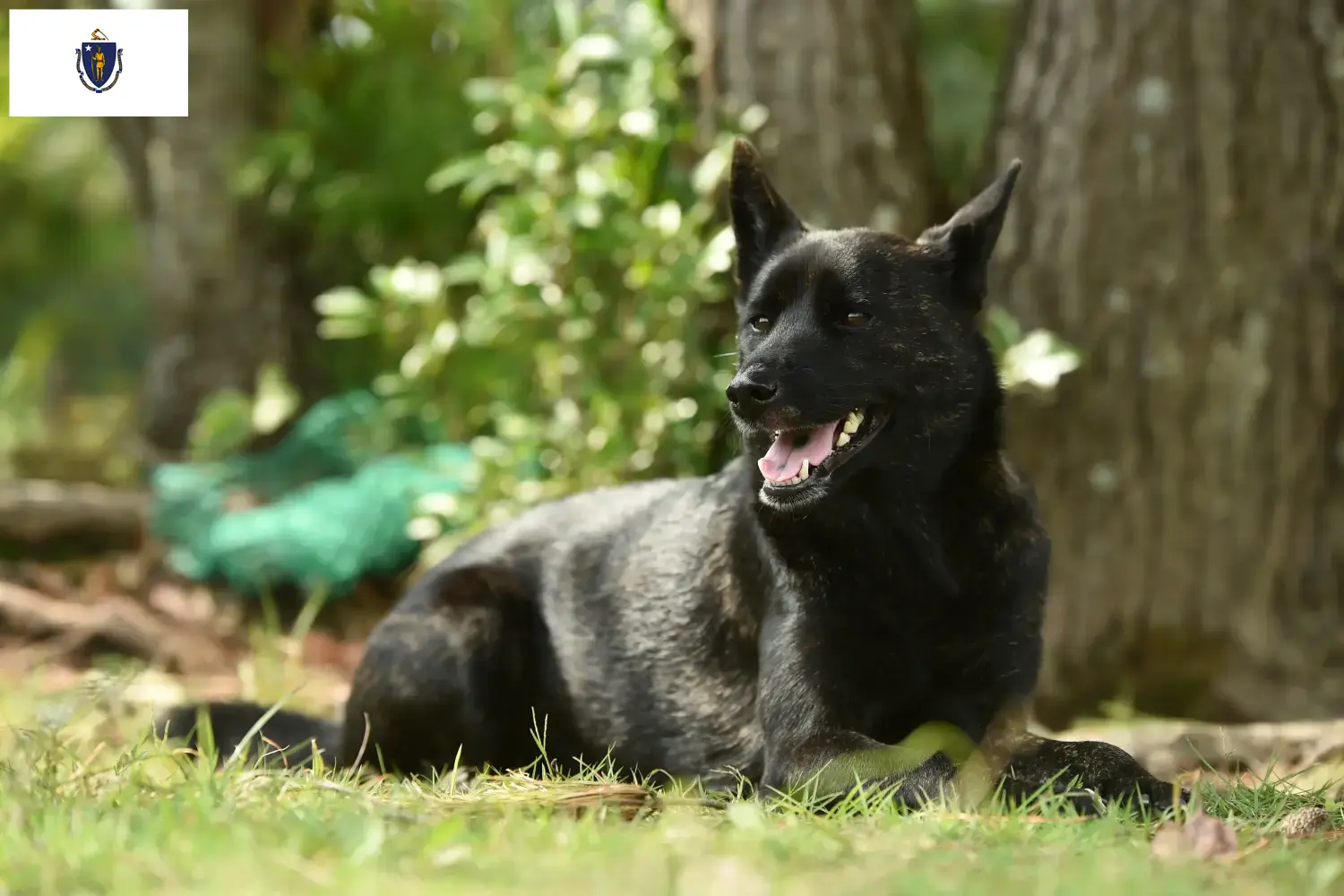 Kai puppies and breeders Massachusetts Here you can find Kais breeders in Massachusetts.
