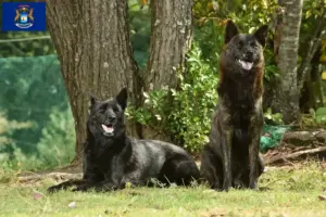 Read more about the article Kai breeders and puppies in Michigan
