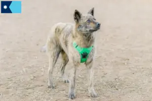 Read more about the article Kai breeders and puppies in Minnesota