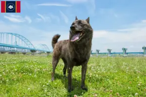 Read more about the article Kai breeders and puppies in Mississippi