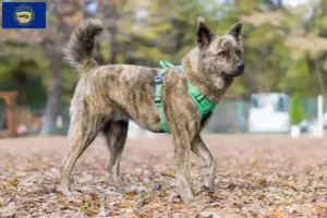 Read more about the article Kai breeders and puppies in Nebraska
