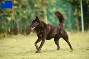 Read more about the article Kai breeders and puppies in Nevada