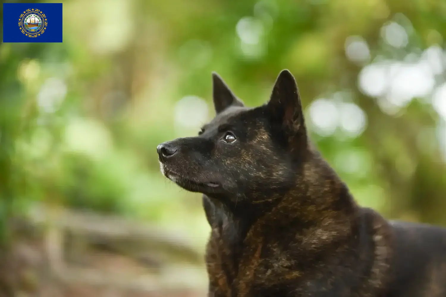 Kai puppies and breeder New Hampshire Here you can find Kais breeders in New Hampshire.