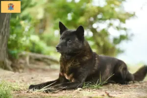 Read more about the article Kai breeders and puppies in New Jersey