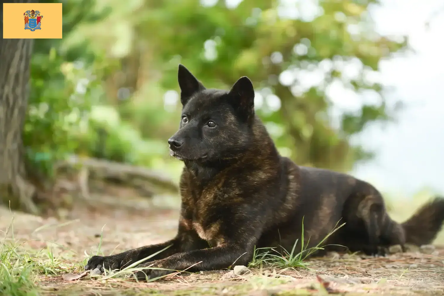 Kai puppies and breeders New Jersey Here you can find Kais breeders in New Jersey.