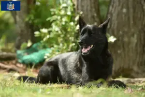 Read more about the article Kai breeder and puppies in New York