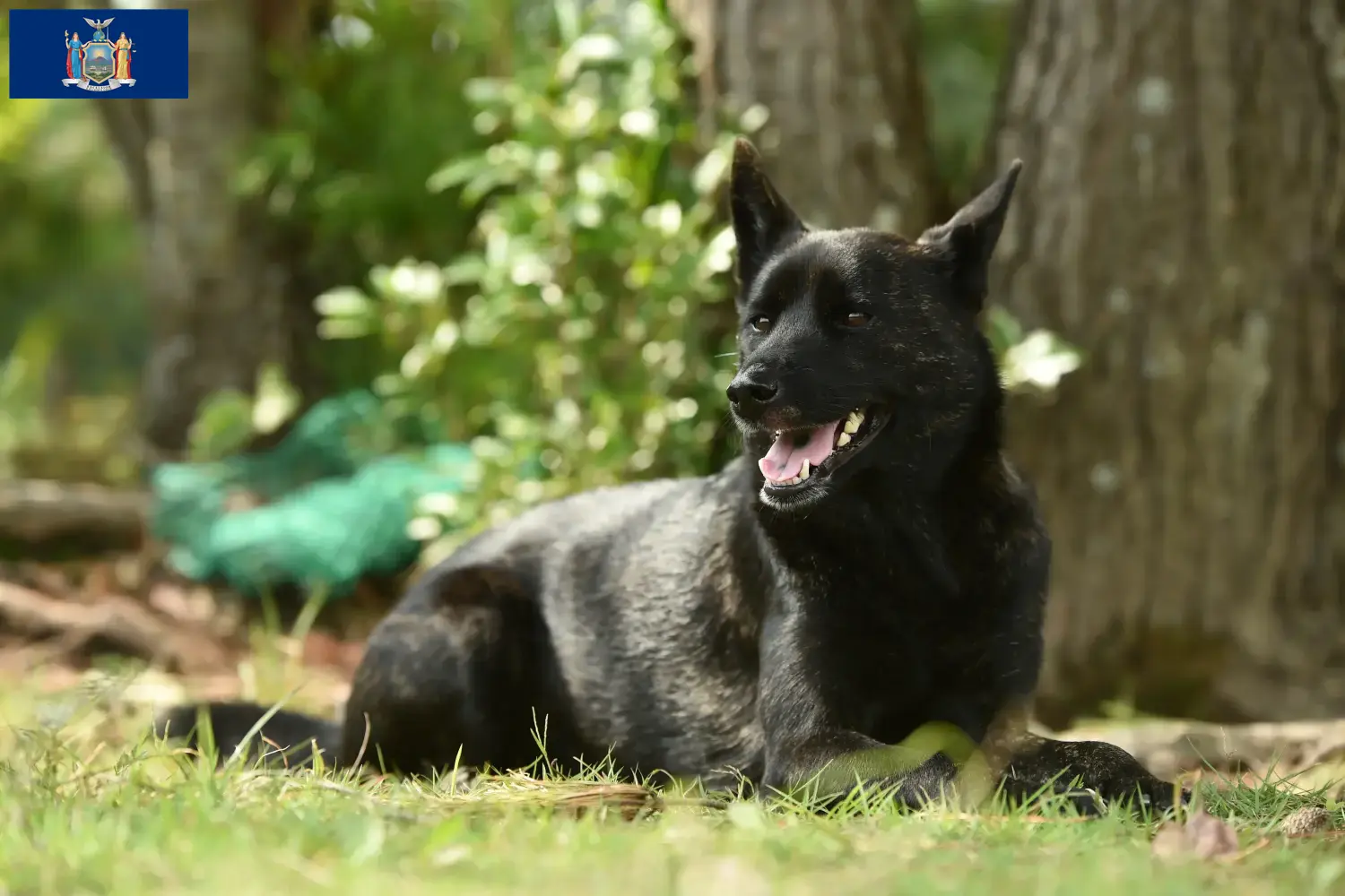 Kai puppies and breeder New York Here you can find Kais breeders in New York.