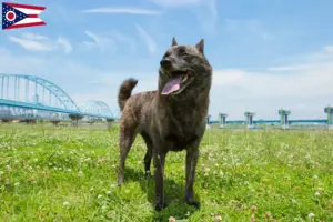 Read more about the article Kai breeders and puppies in Ohio
