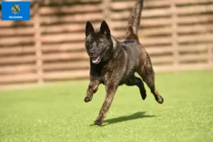 Read more about the article Kai breeders and puppies in Oklahoma