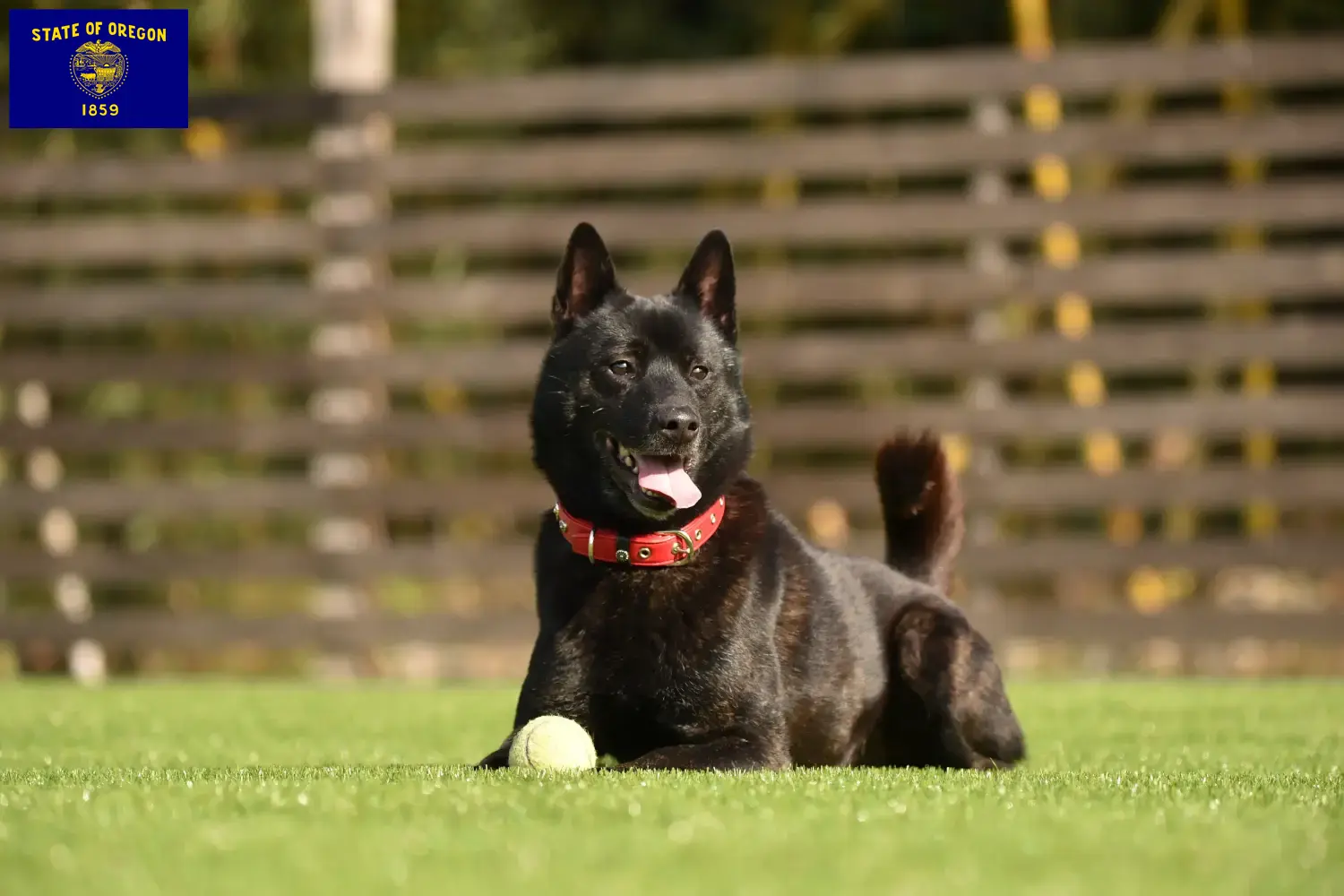 Kai puppies and breeder Oregon Here you can find Kais breeders in Oregon.