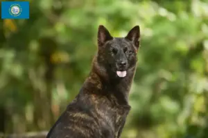 Read more about the article Kai breeders and puppies in South Dakota
