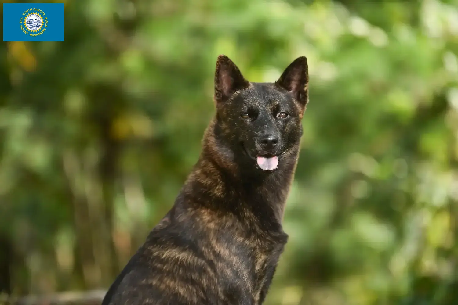 Kai puppies and breeders South Dakota Here you can find Kais breeders in South Dakota.