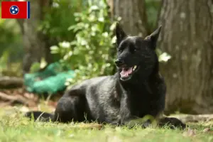 Read more about the article Kai breeders and puppies in Tennessee