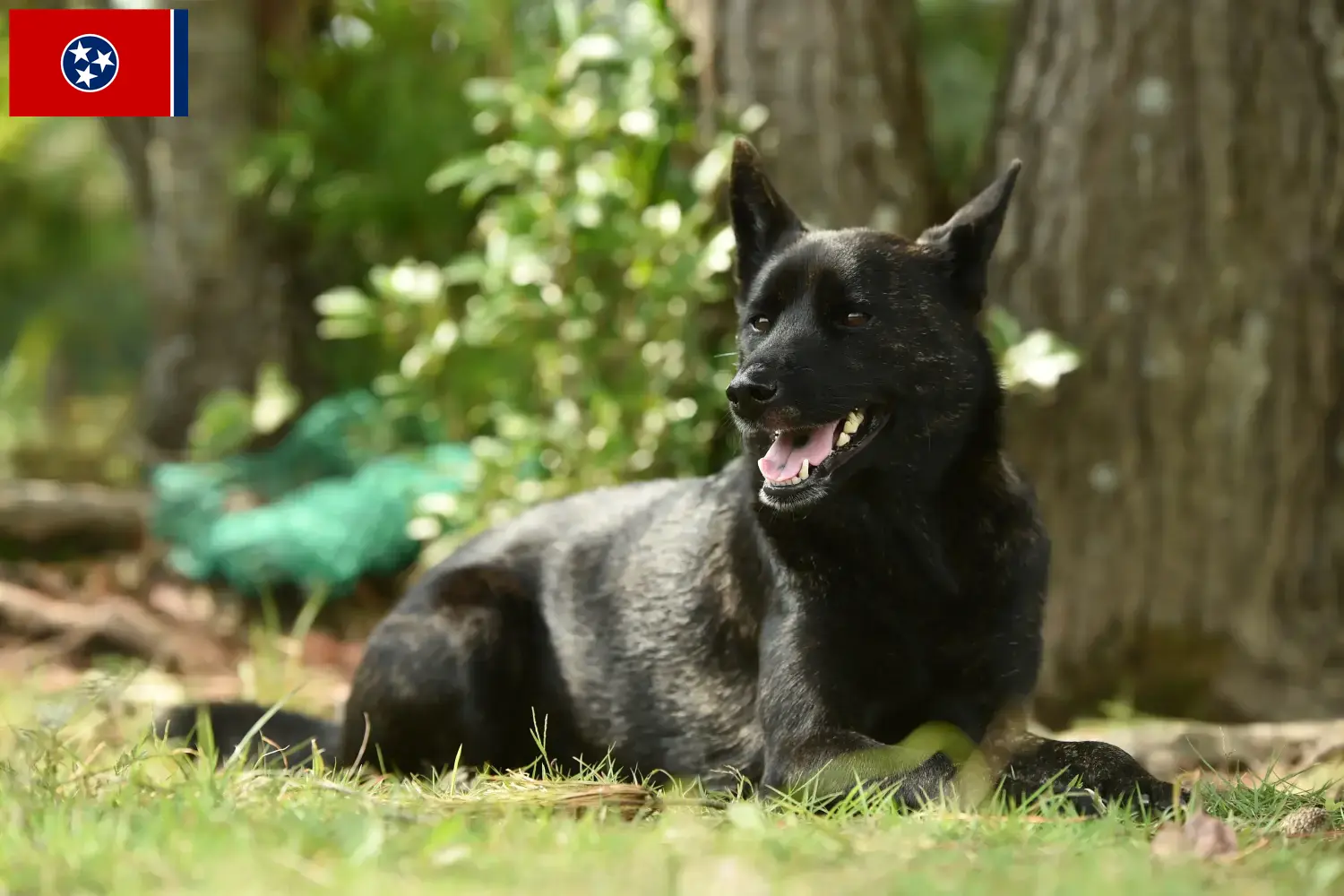 Read more about the article Kai breeders and puppies in Tennessee