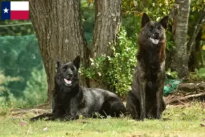 Read more about the article Kai breeder and puppies in Texas