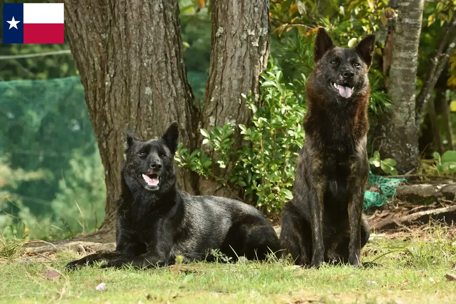 Read more about the article Kai breeder and puppies in Texas