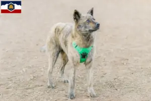 Read more about the article Kai breeders and puppies in Utah