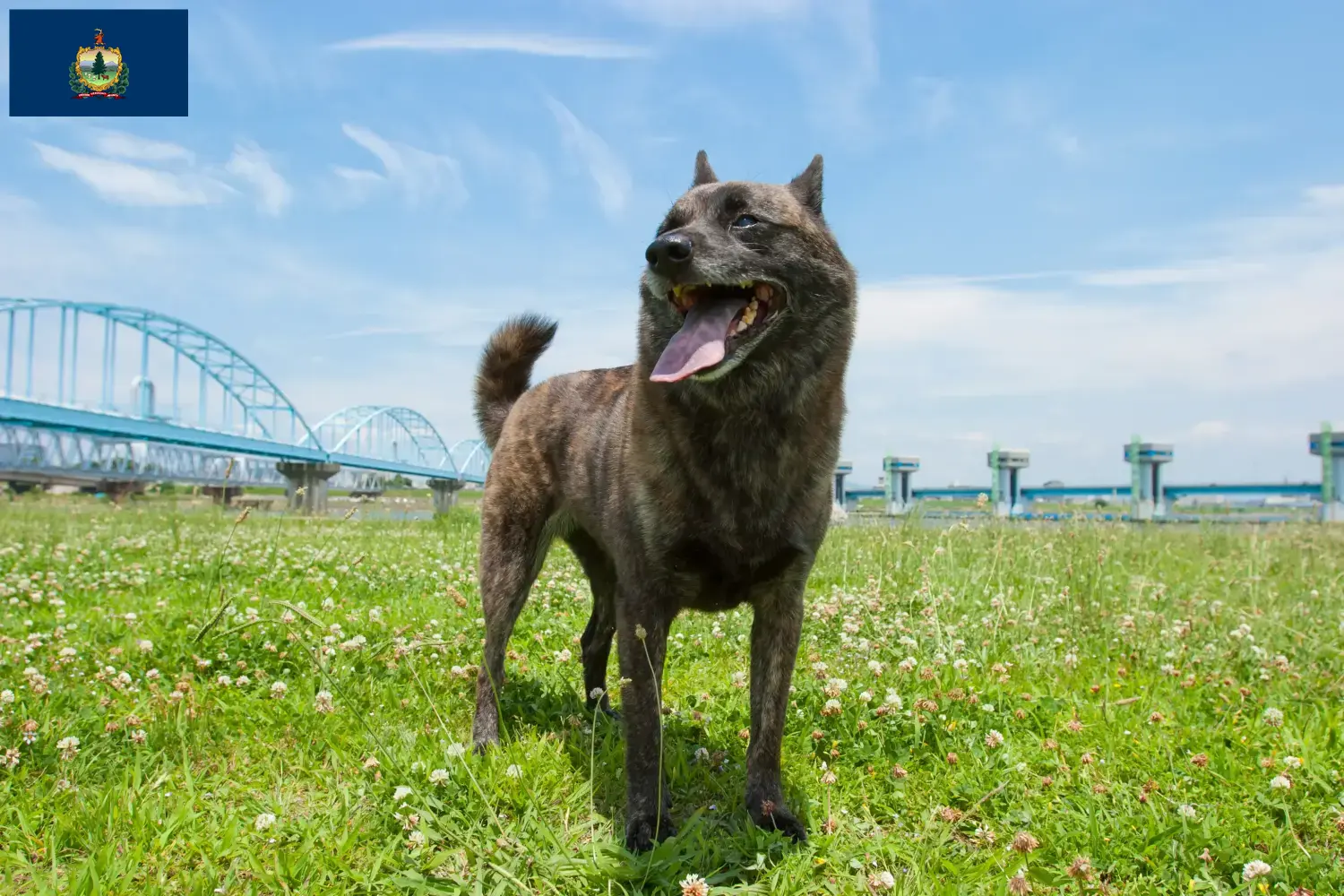 Read more about the article Kai breeders and puppies in Vermont