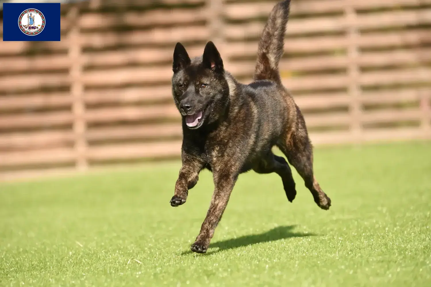 Read more about the article Kai breeders and puppies in Virginia