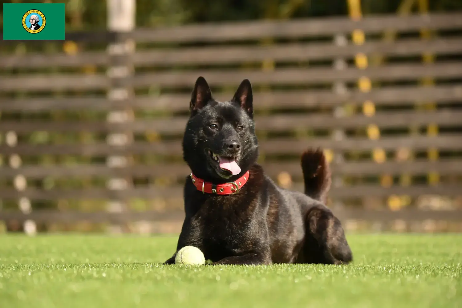 Read more about the article Kai breeder and puppies in Washington