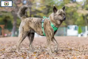 Read more about the article Kai breeders and puppies in West Virginia