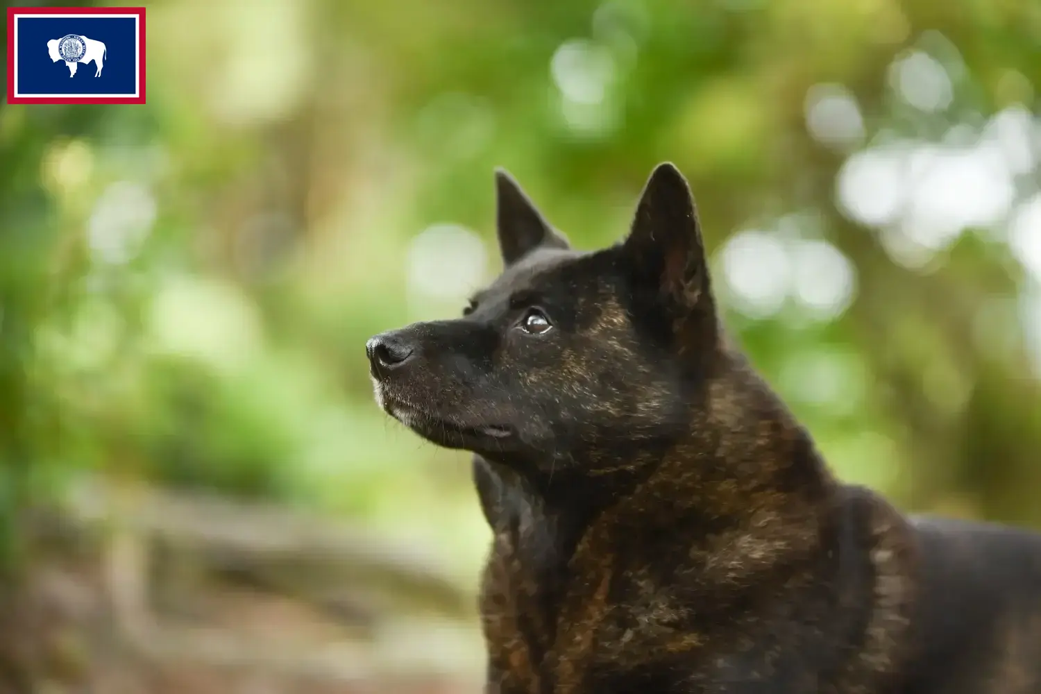 Read more about the article Kai breeders and puppies in Wyoming