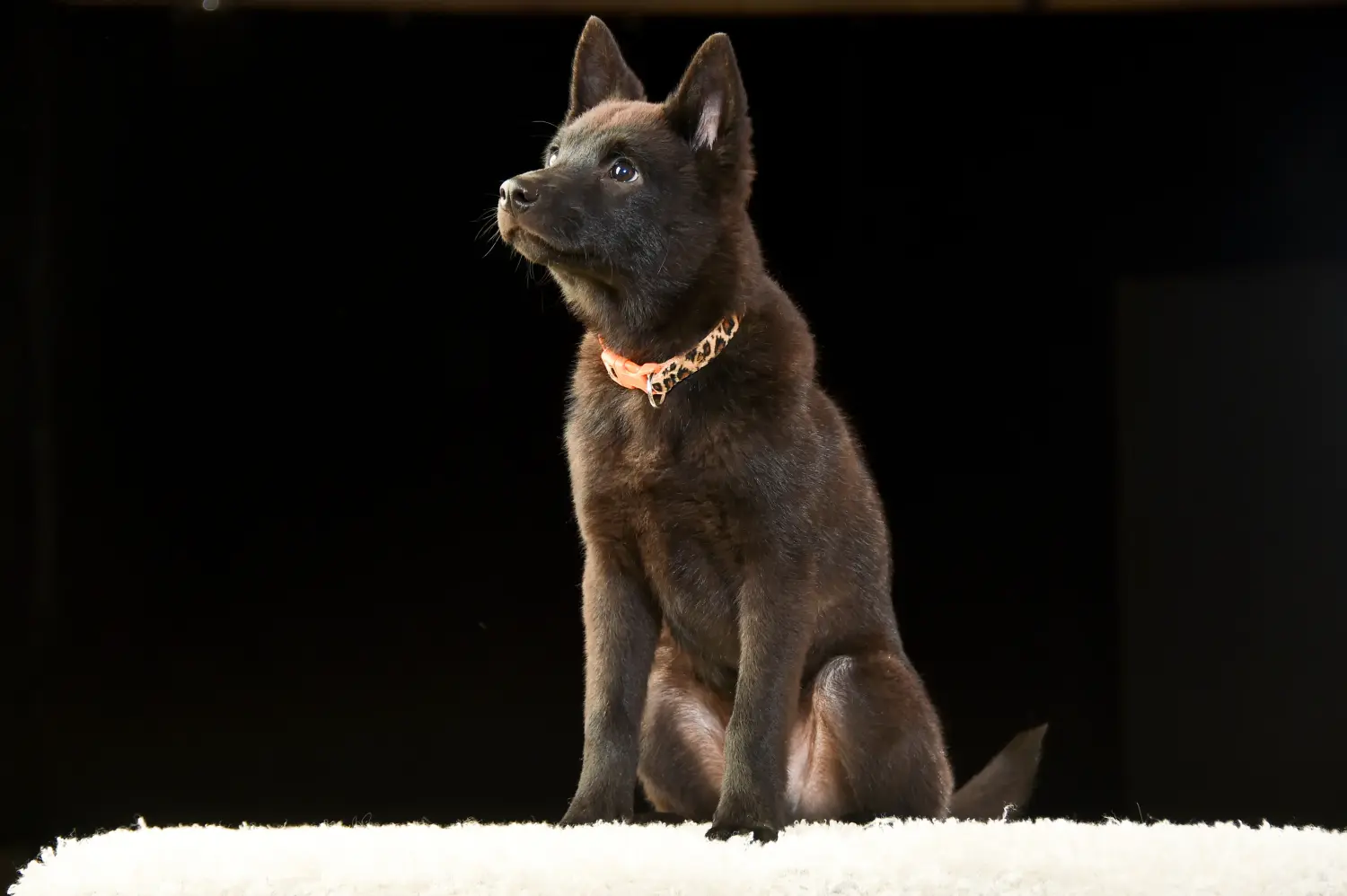 Buying a Kai puppy means taking responsibility! Buy Kai puppies.