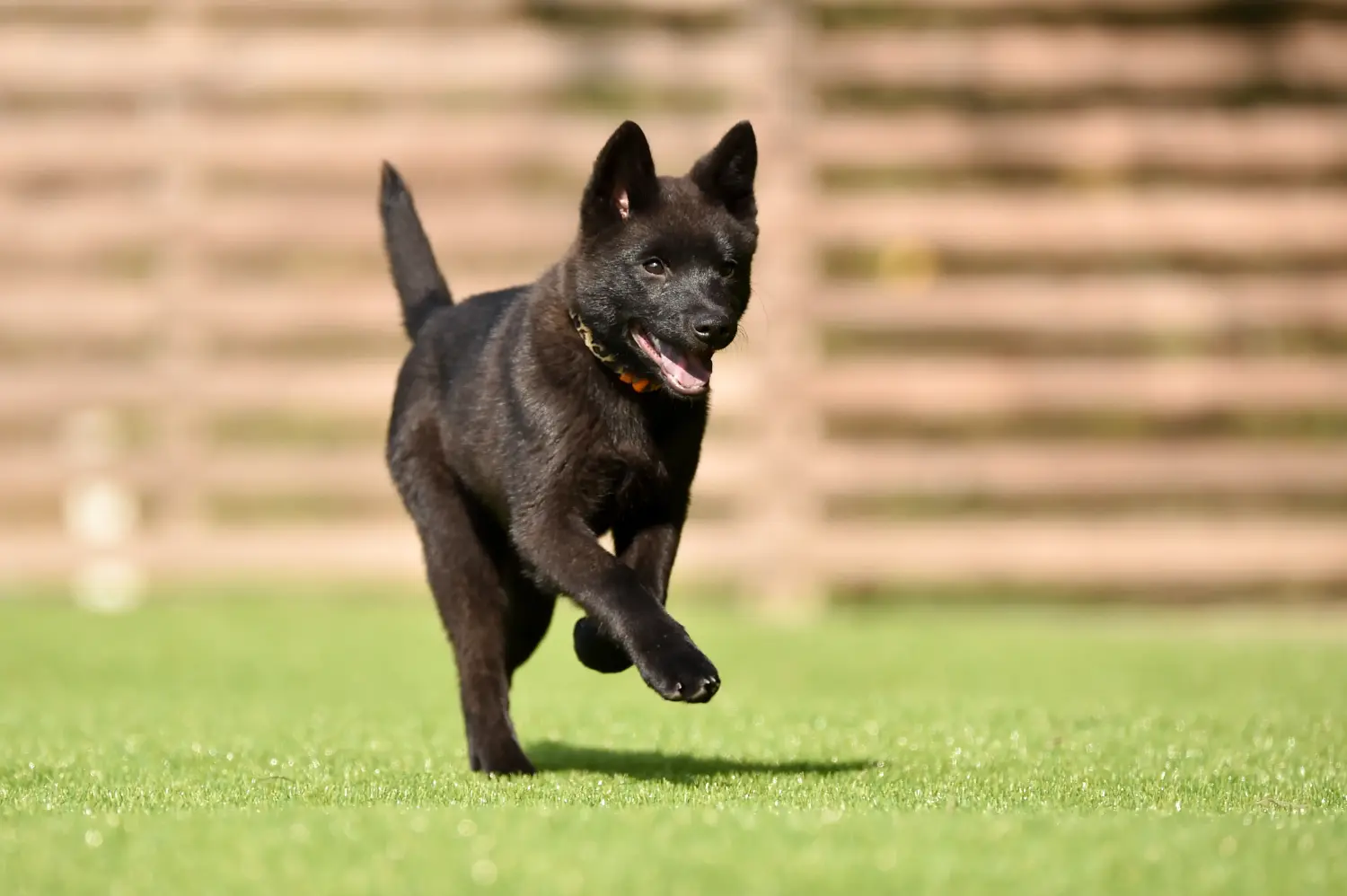 Buying a Kai puppy means taking responsibility! Buy Kai puppies.