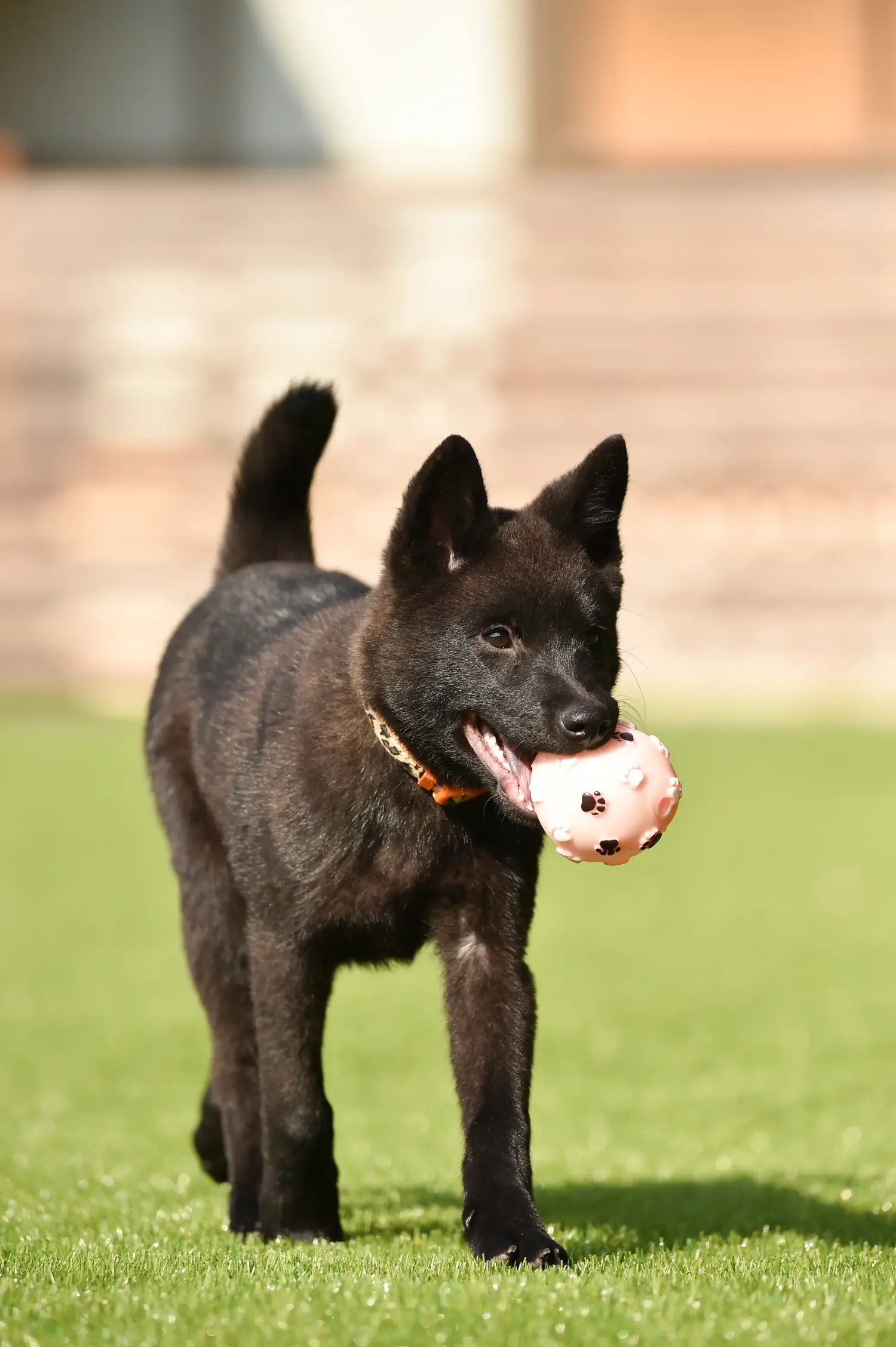 Buying a Kai puppy means taking responsibility! Buy Kai puppies.