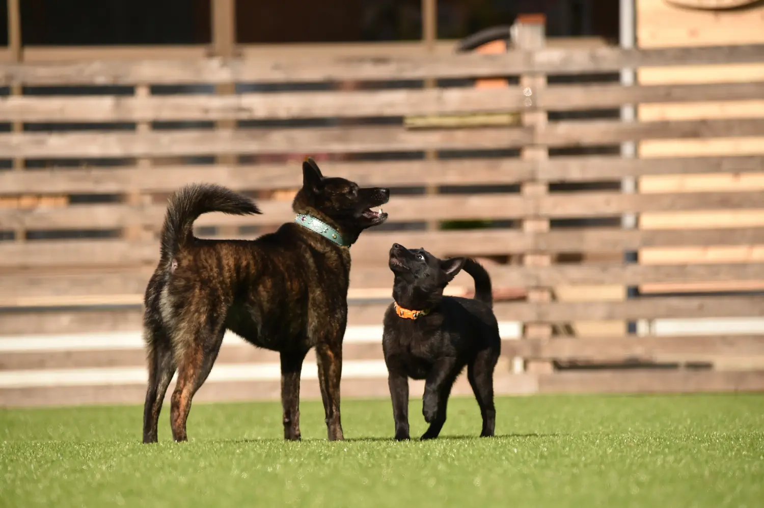 Buying a Kai puppy means taking responsibility! Buy Kai puppies.