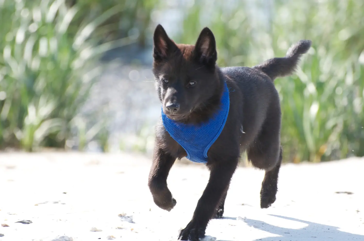 Buying a Kai puppy means taking responsibility! Buy Kai puppies.