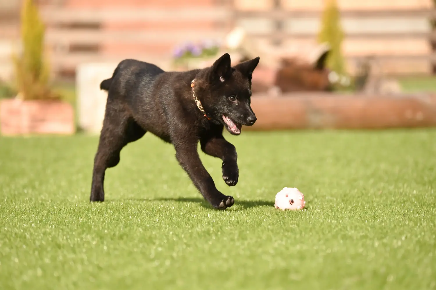 Buying a Kai puppy means taking responsibility! Buy Kai puppies.