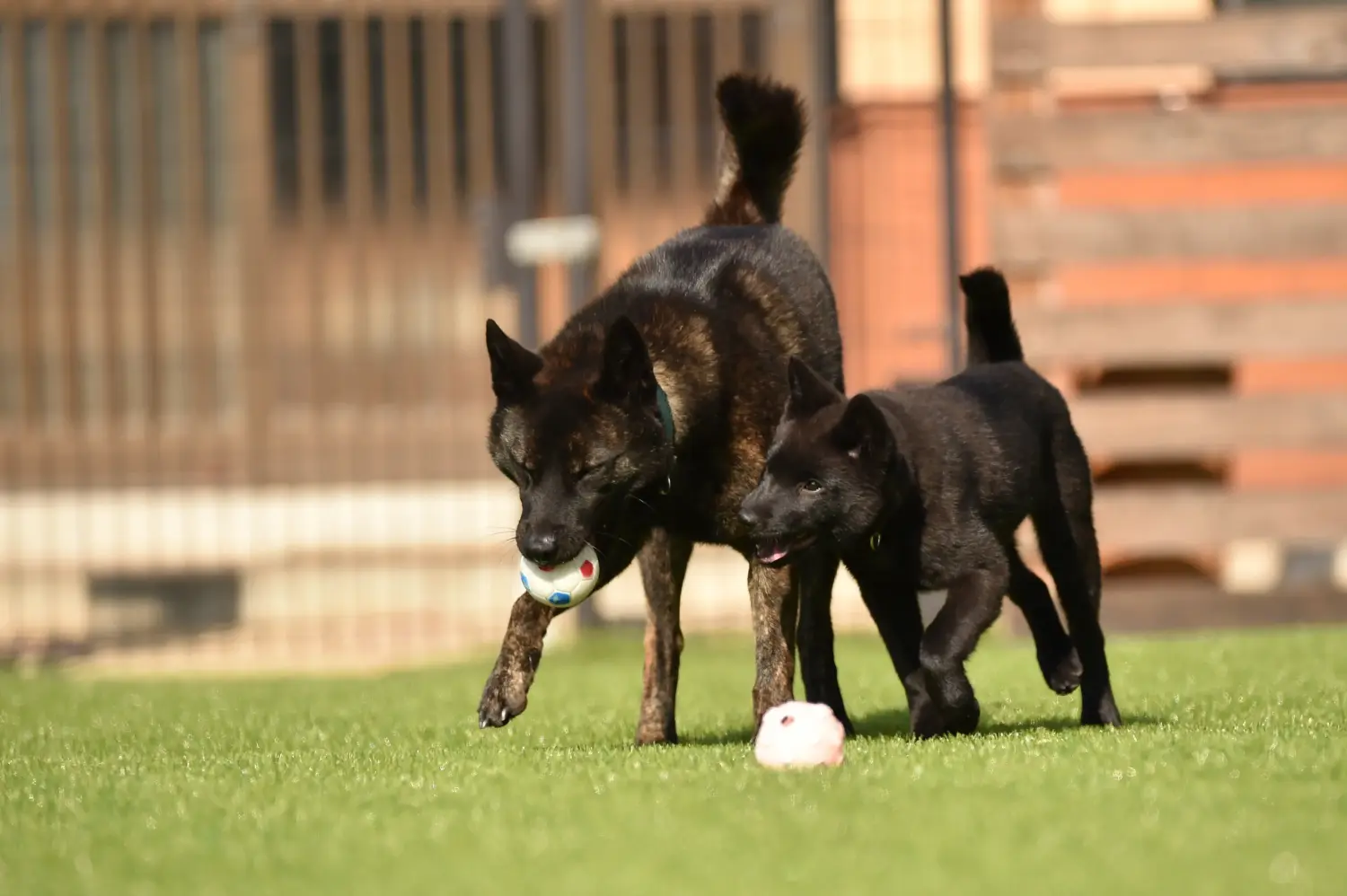 Buying a Kai puppy means taking responsibility! Buy Kai puppies.