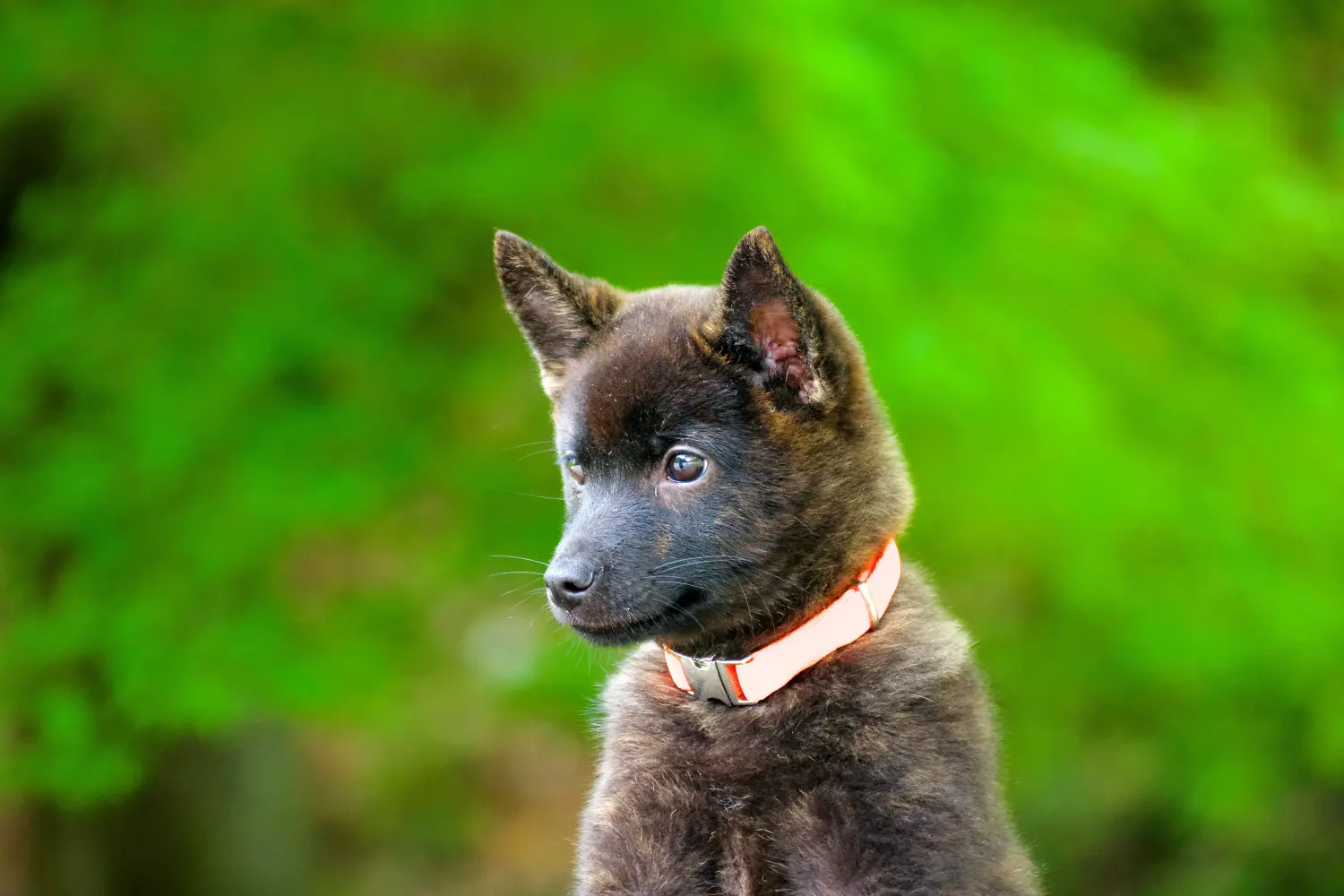 Buying a Kai puppy means taking responsibility! Buy Kai puppies.