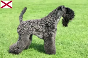 Read more about the article Kerry Blue Terrier breeders and puppies in Alabama