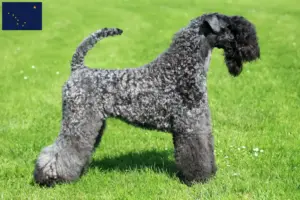 Read more about the article Kerry Blue Terrier breeders and puppies in Alaska