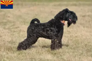 Read more about the article Kerry Blue Terrier breeders and puppies in Arizona