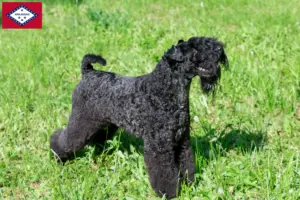 Read more about the article Kerry Blue Terrier breeders and puppies in Arkansas