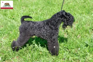 Read more about the article Kerry Blue Terrier breeders and puppies in California