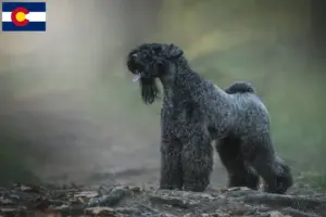 Read more about the article Kerry Blue Terrier breeders and puppies in Colorado