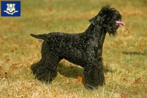 Read more about the article Kerry Blue Terrier breeders and puppies in Connecticut