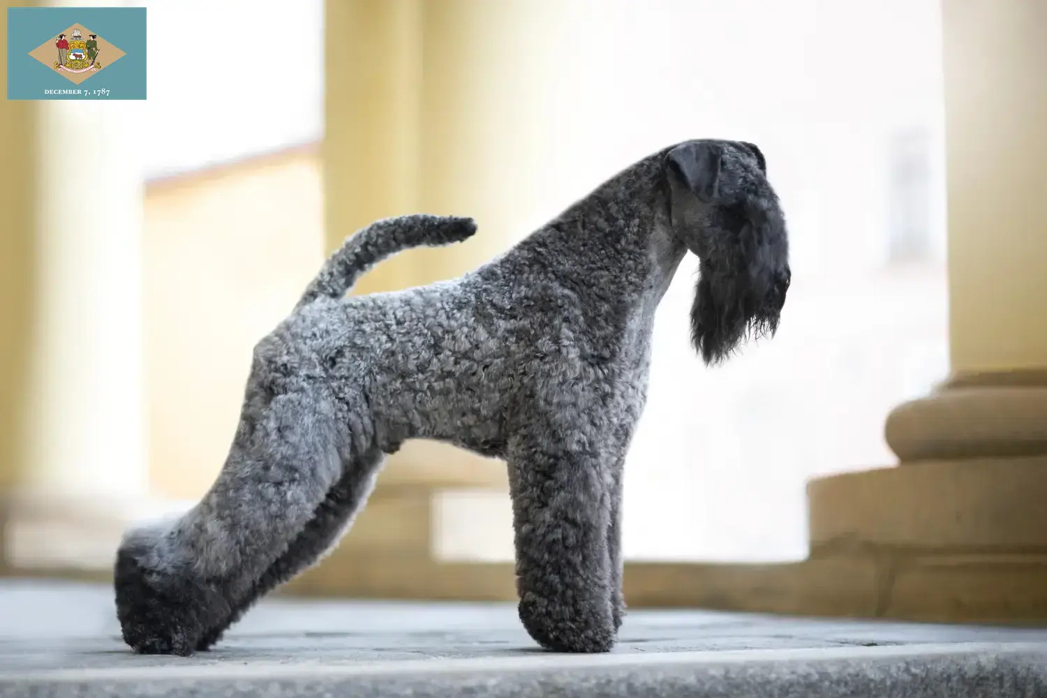 Kerry Blue Terrier puppies and breeders Delaware Find Kerry blue Terrier breeders in Delaware.
